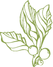 Leaf illustration